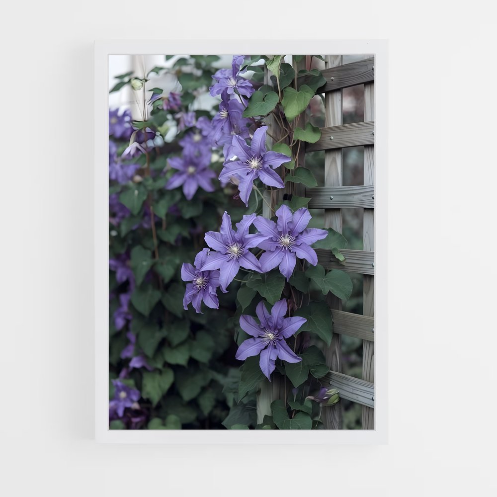 ap-clematis-4 cadre Blanc