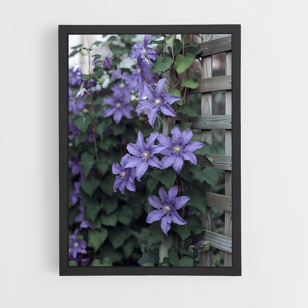 ap-clematis-4 cadre Noir
