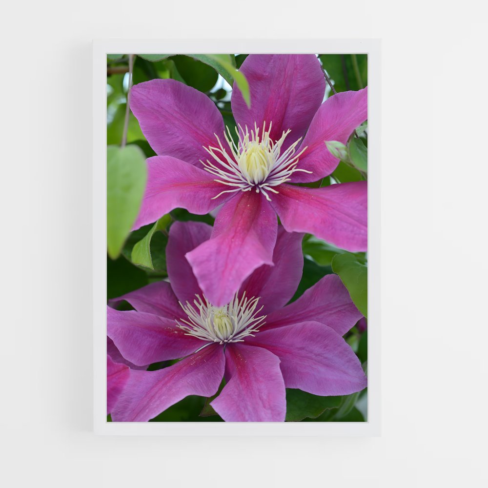 ap-clematis-5 cadre Blanc