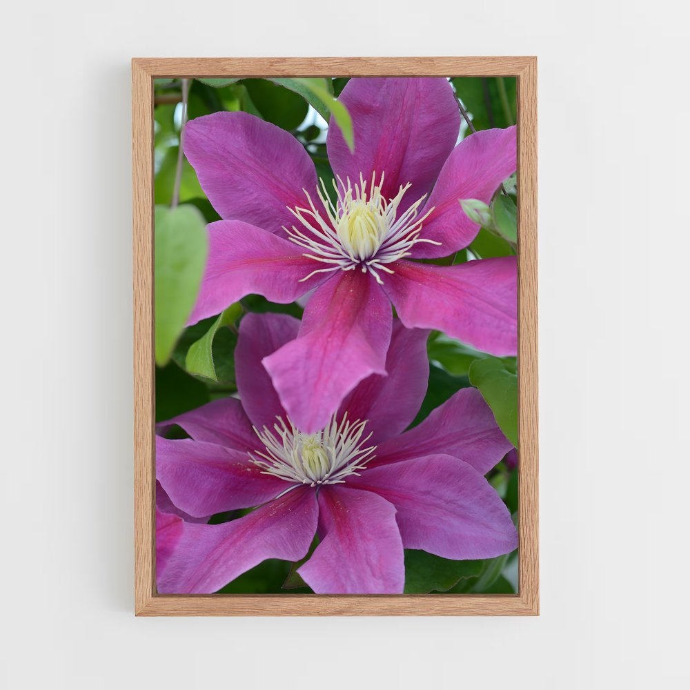 ap-clematis-5 cadre Bois clair