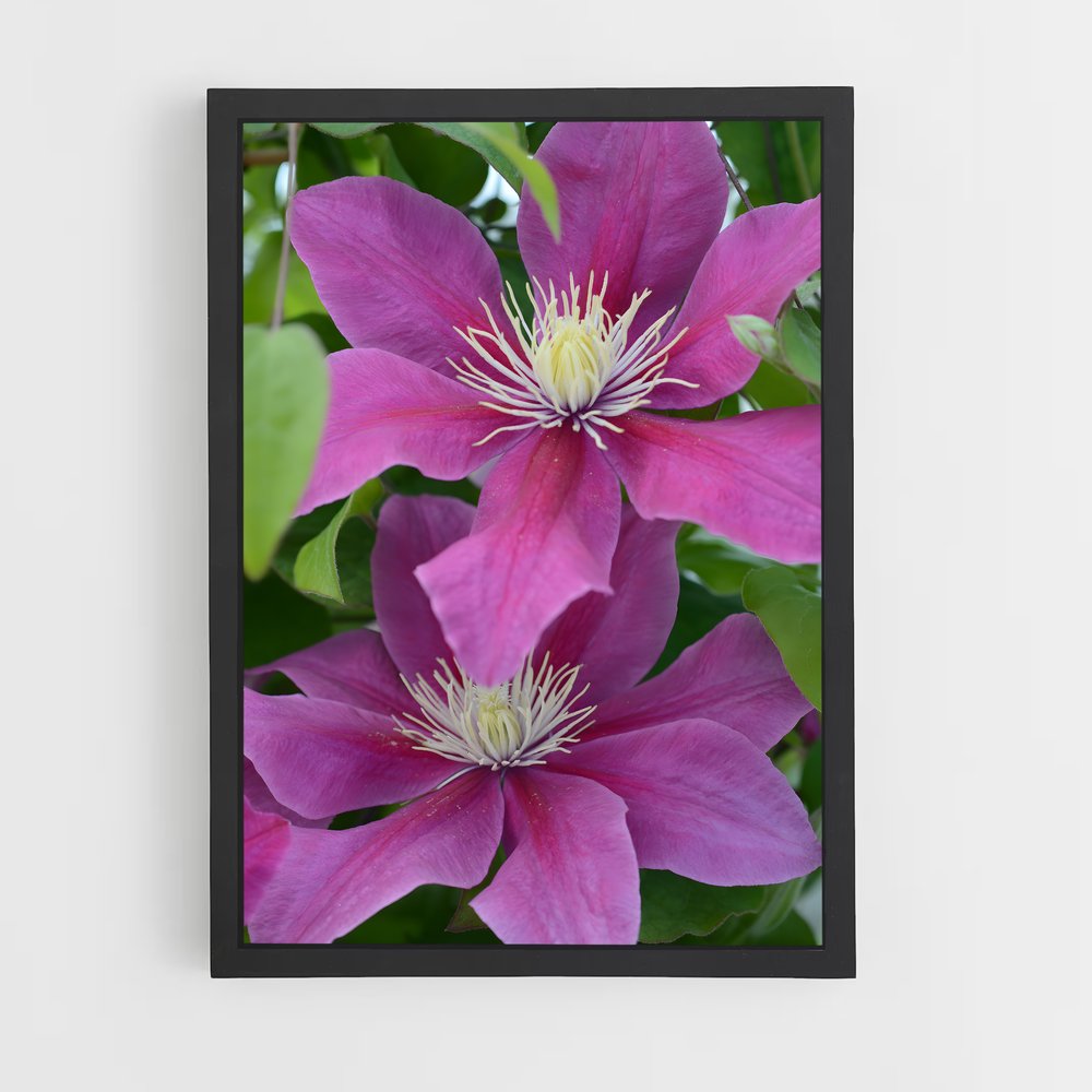 ap-clematis-5 cadre Noir