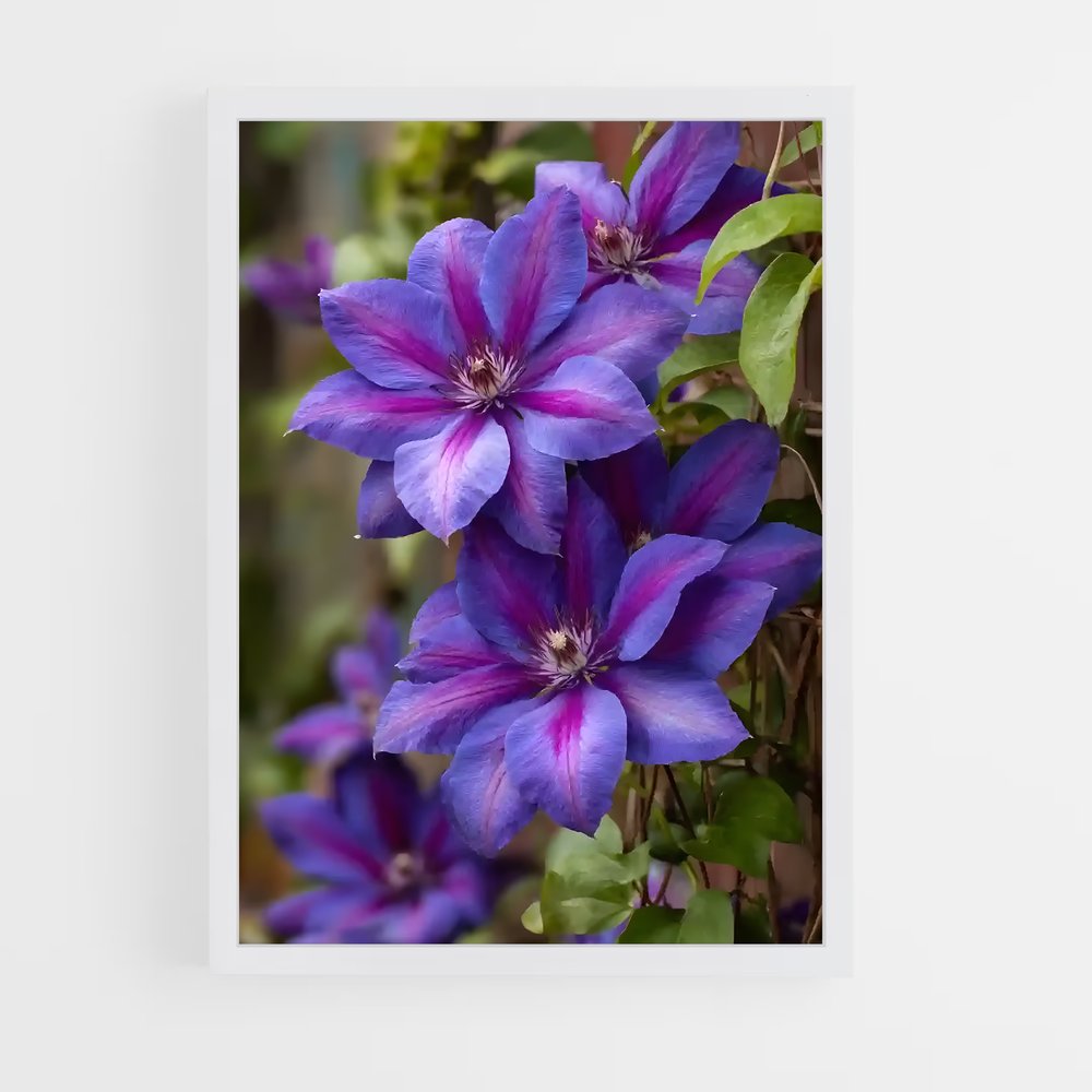 ap-clematis-6 cadre Blanc