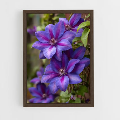 ap-clematis-6 cadre Bois foncé