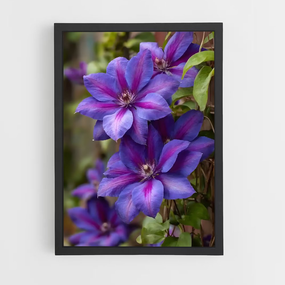 ap-clematis-6 cadre Noir