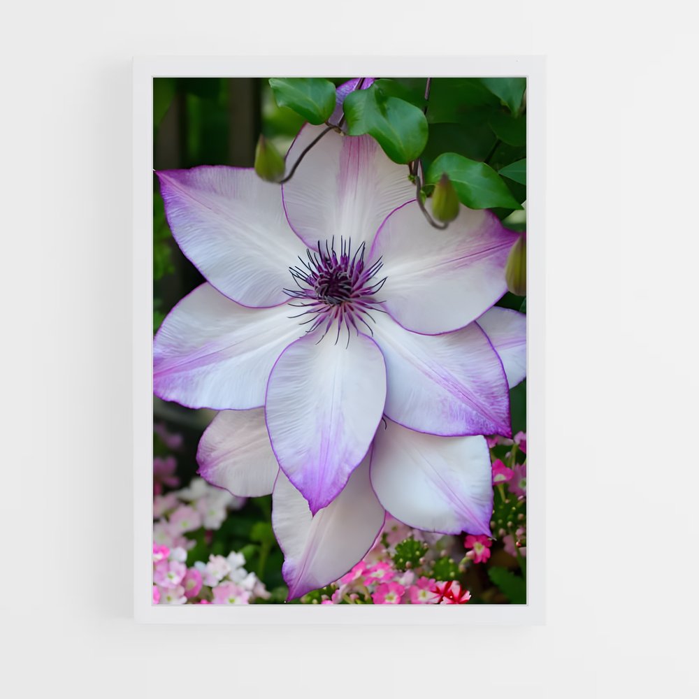 ap-clematis-7 cadre Blanc