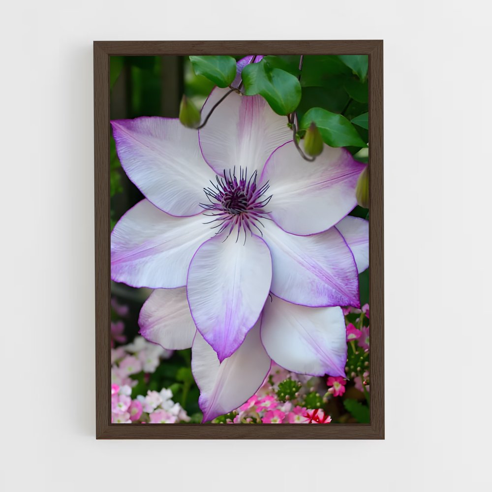ap-clematis-7 cadre Bois foncé
