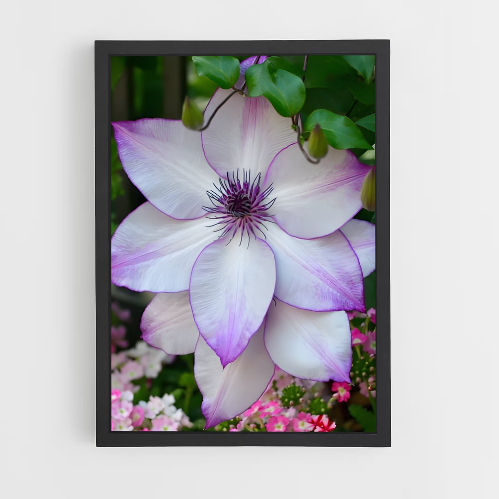 ap-clematis-7 cadre Noir