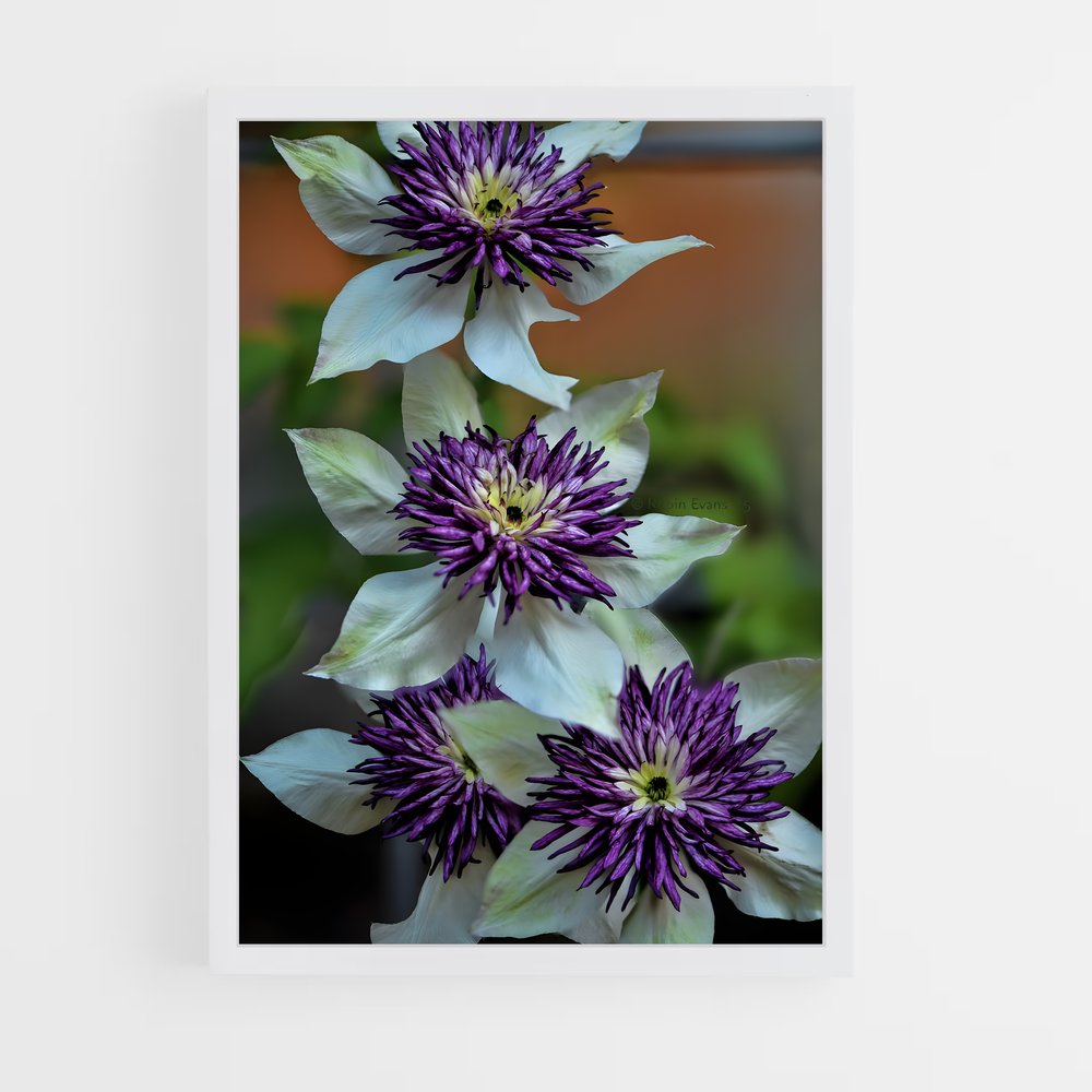 ap-clematis-8 cadre Blanc