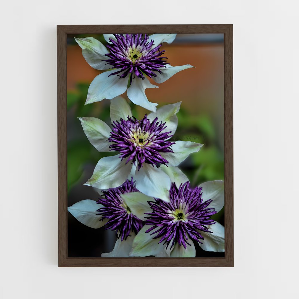 ap-clematis-8 cadre Bois foncé