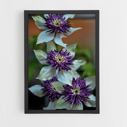 ap-clematis-8 cadre Noir