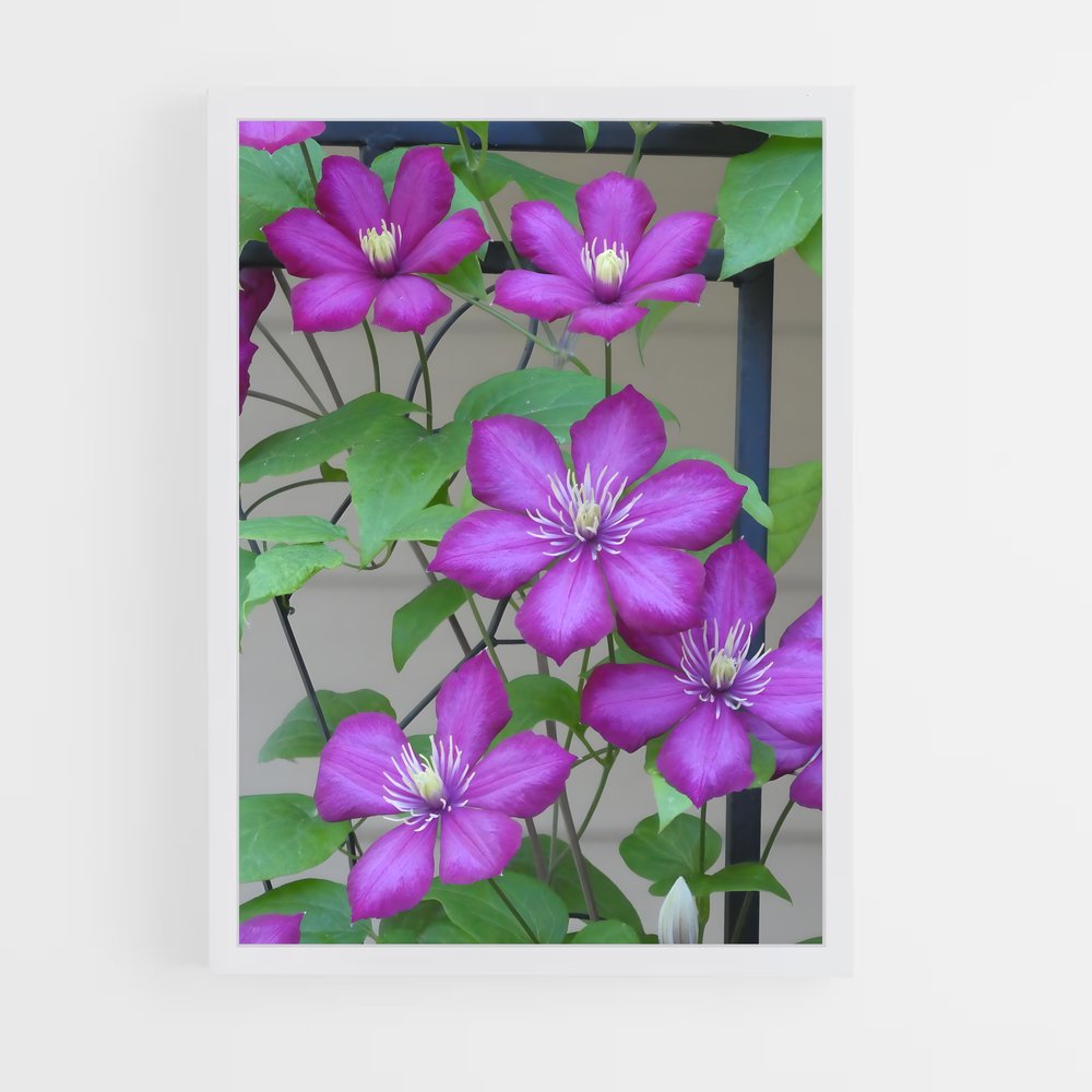 ap-clematis-9 cadre Blanc