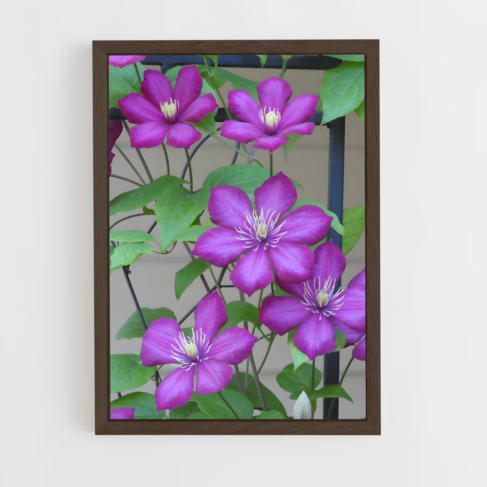 ap-clematis-9 cadre Bois foncé