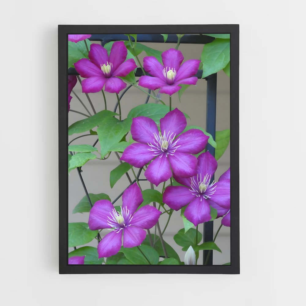 ap-clematis-9 cadre Noir