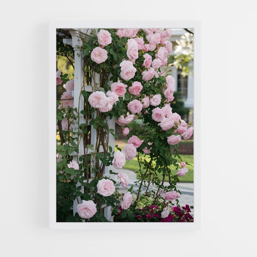 ap-climbing rose-4 cadre Blanc
