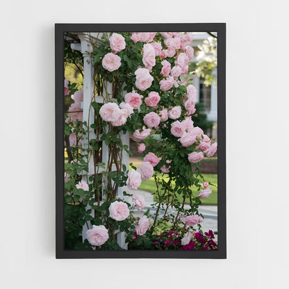 ap-climbing rose-4 cadre Noir
