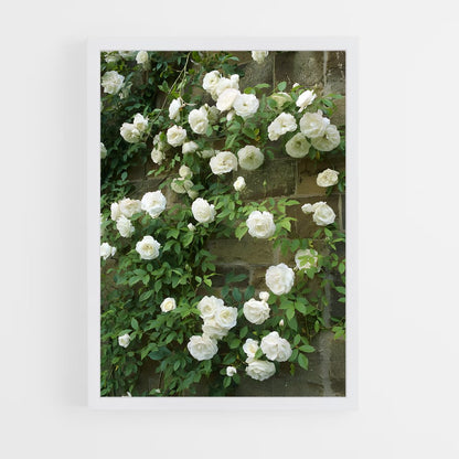 ap-climbing rose-5 cadre Blanc