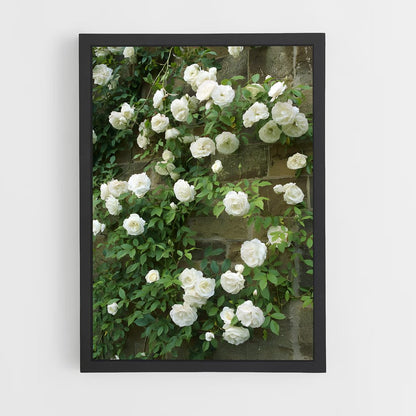ap-climbing rose-5 cadre Noir