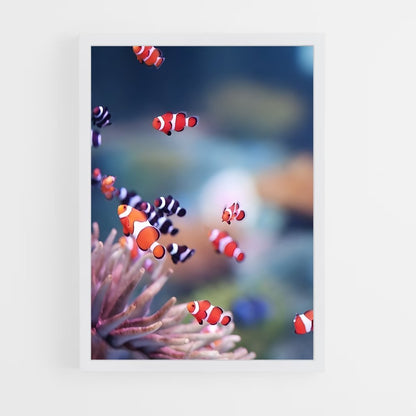 ap-clownfish-2 cadre Blanc