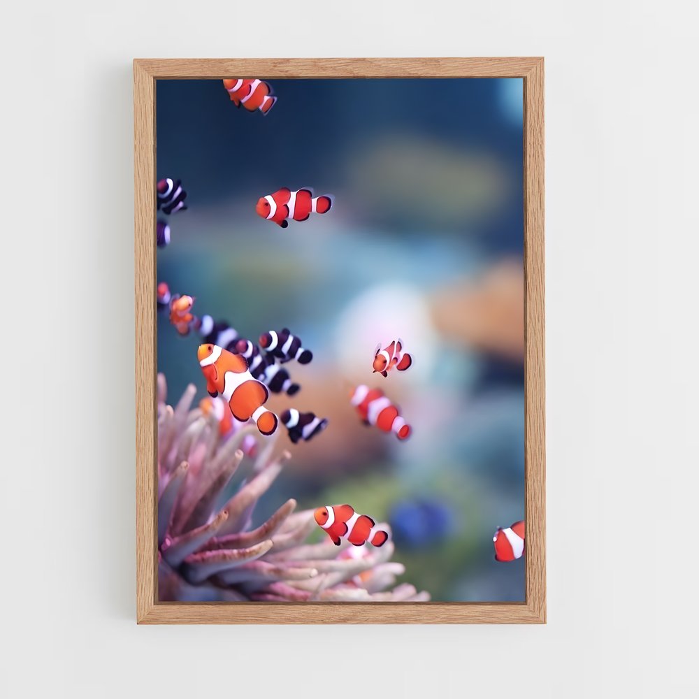 ap-clownfish-2 cadre Bois clair