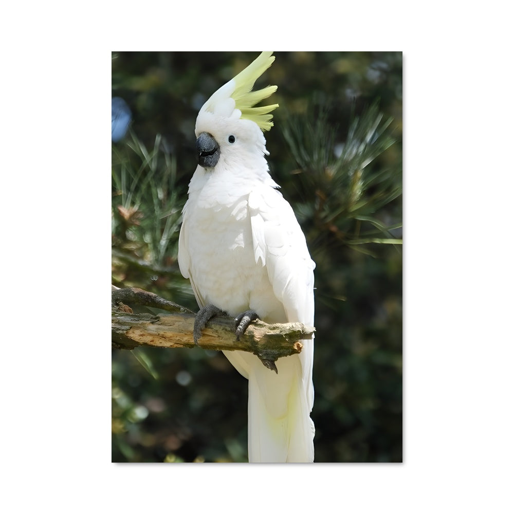 Poster Cockatoo Chic