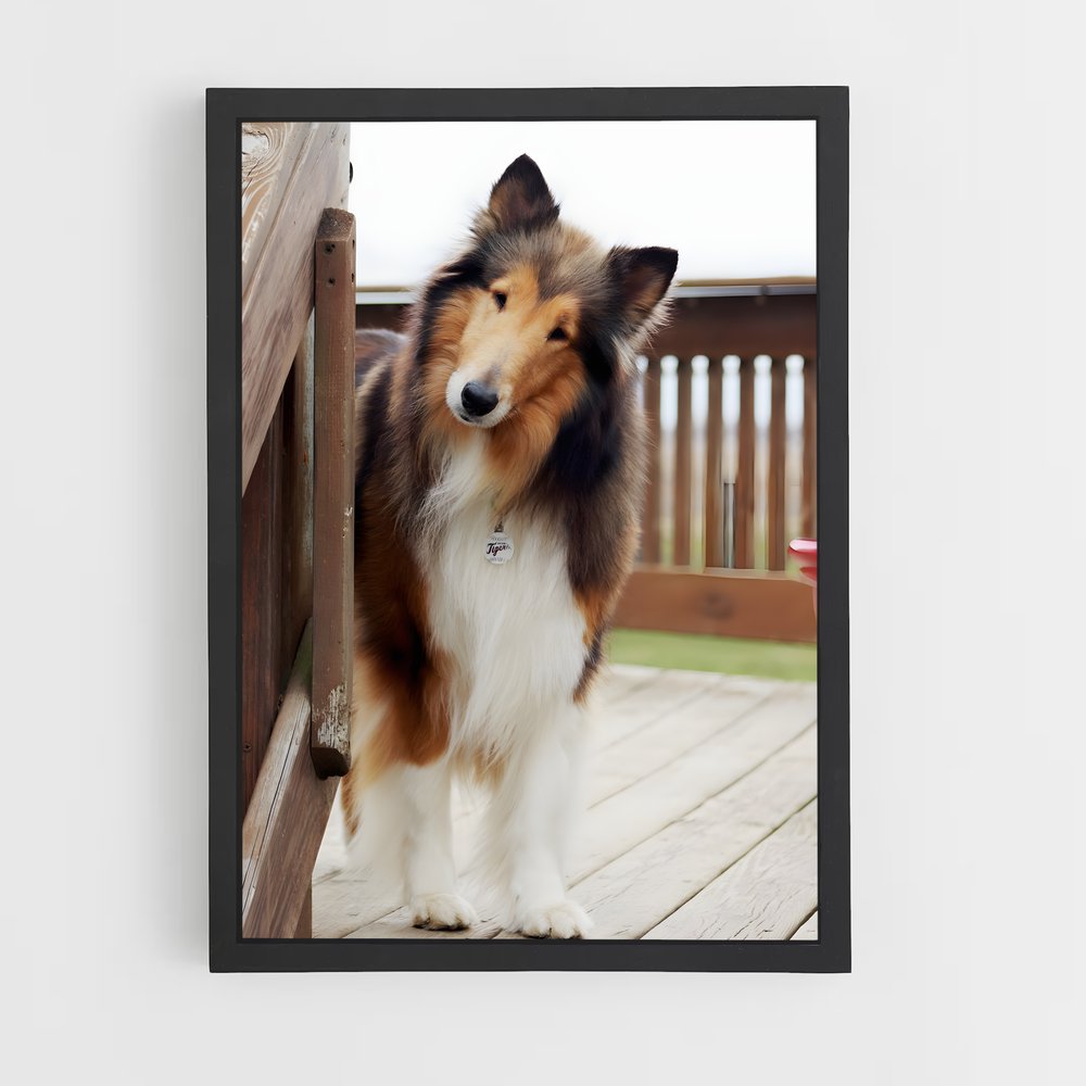 ap-collie-1 cadre Noir