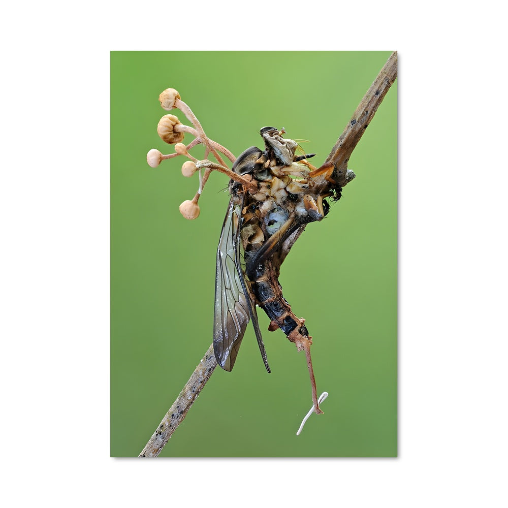 Eternal Insect Poster – Aesthetic Posters