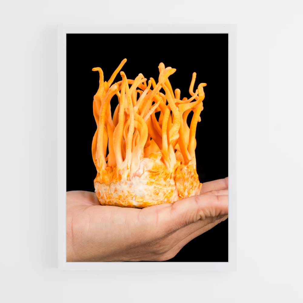 ap-cordyceps-4 cadre Blanc