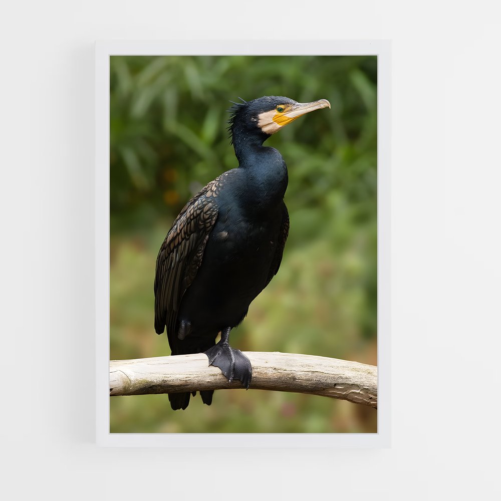 ap-cormorant-3 cadre Blanc