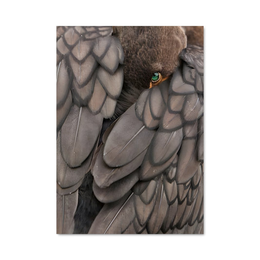 Poster Cormorant Mystique