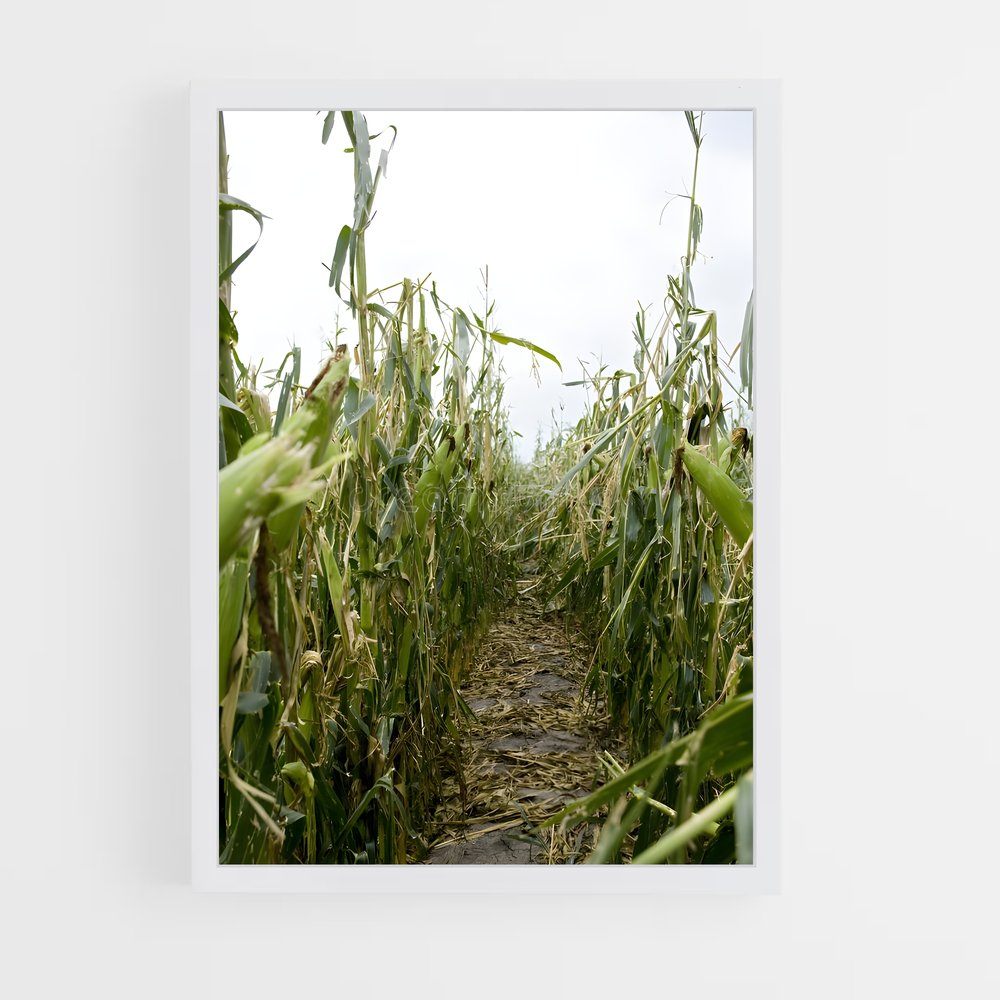 ap-corn-4 cadre Blanc