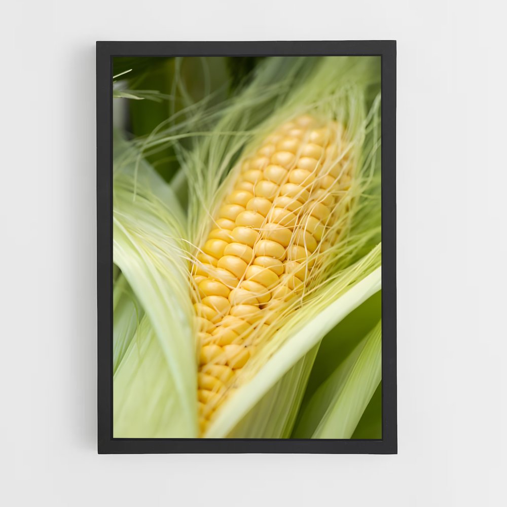 ap-corn-6 cadre Noir