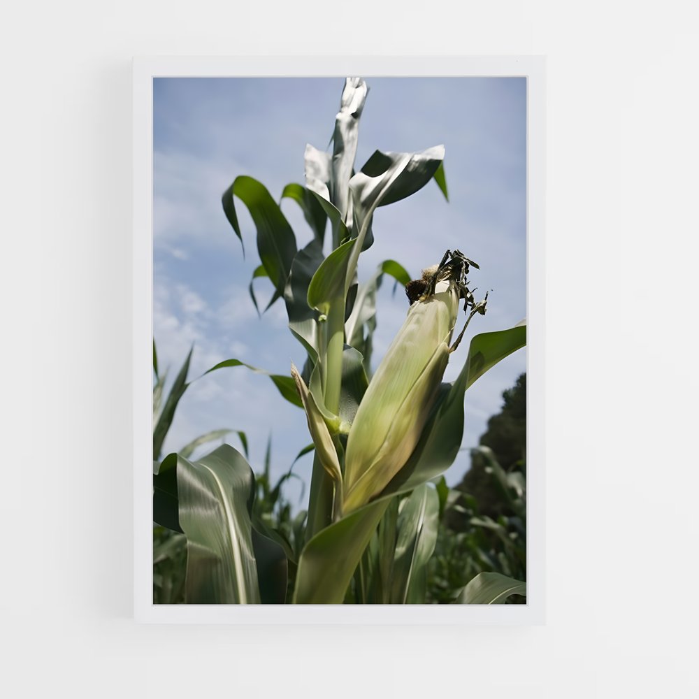 ap-corn-8 cadre Blanc