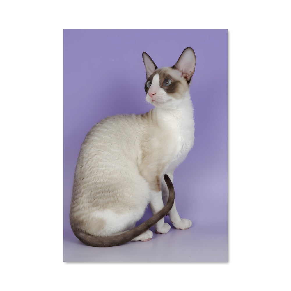 Poster Rex Mystique