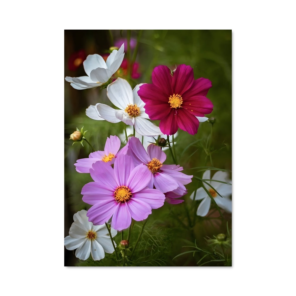 Poster Cosmos 96502
