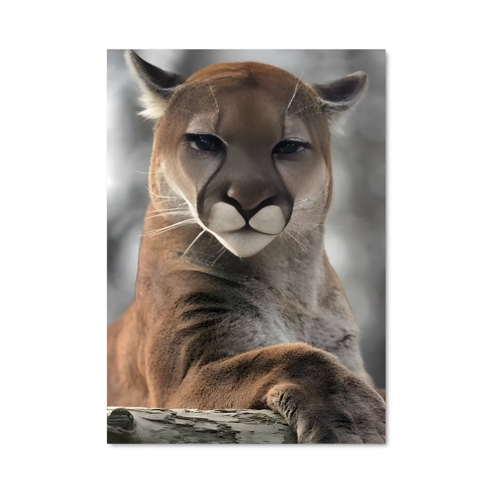 Poster Le Rocher des Cougars