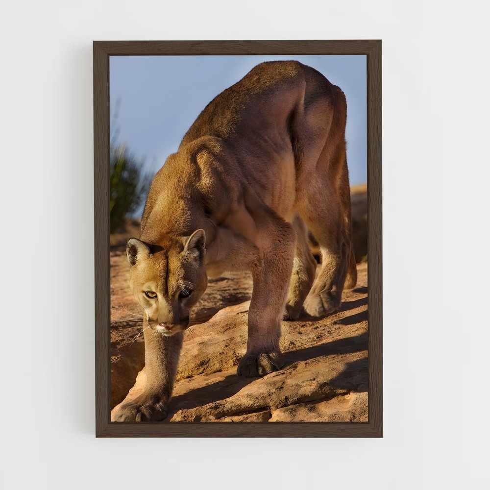ap-cougar-6 cadre Bois foncé