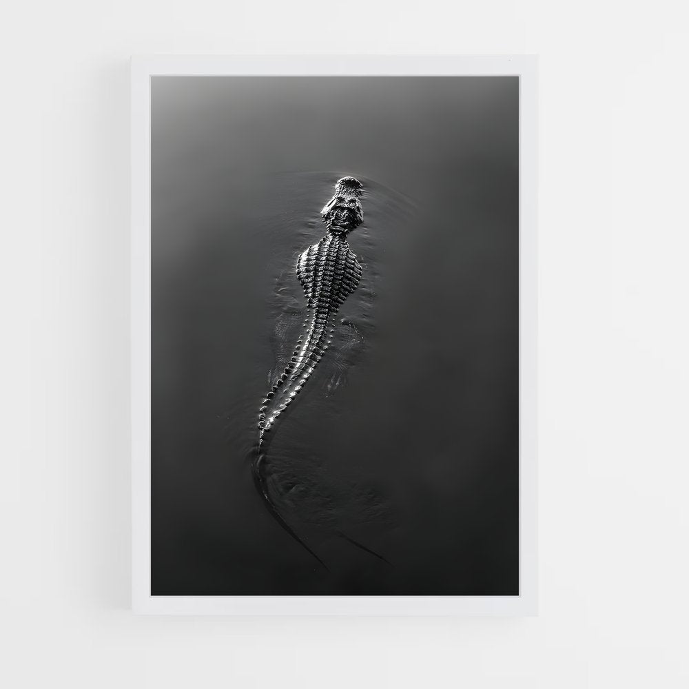 ap-crocodile-8 cadre Blanc