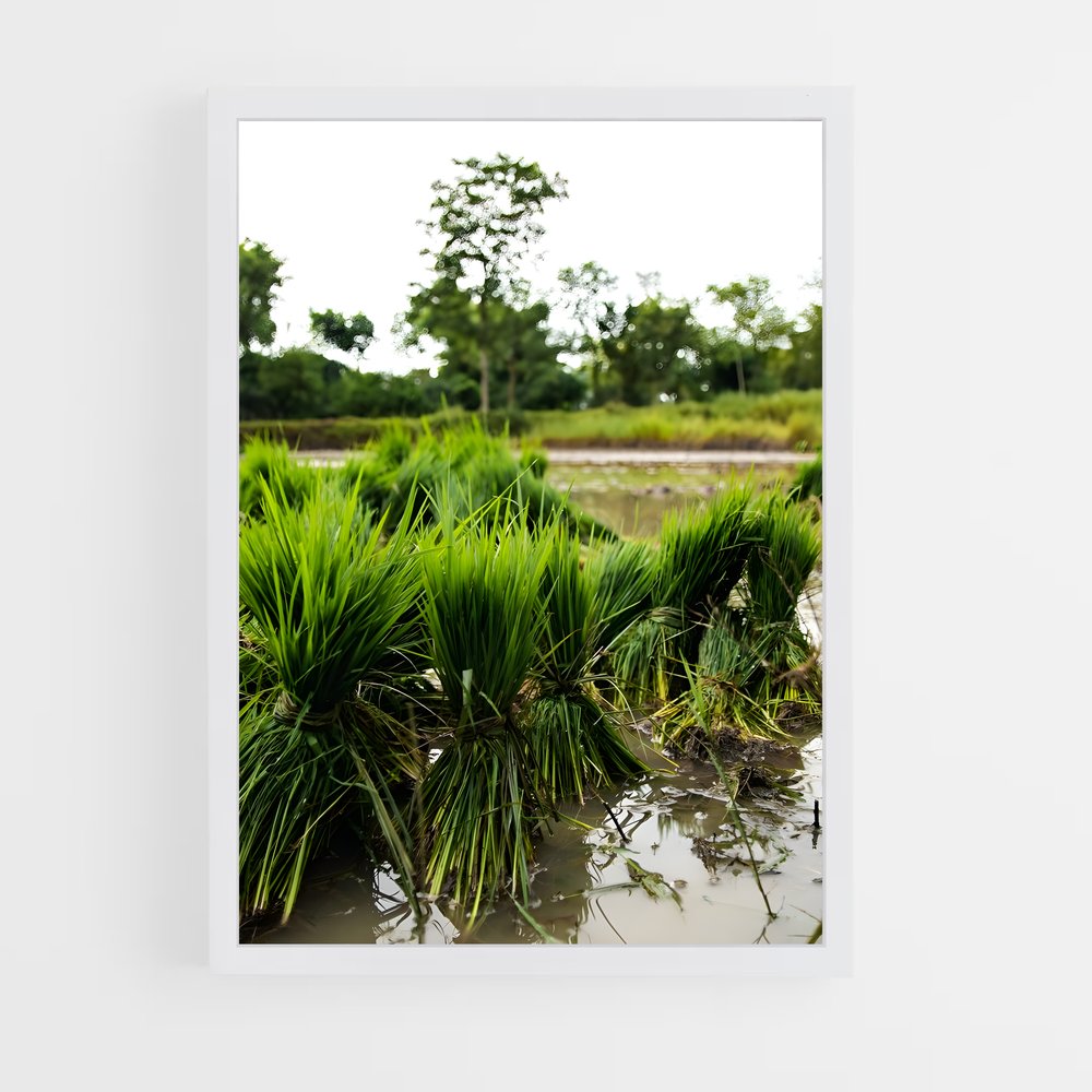 ap-crop-4 cadre Blanc