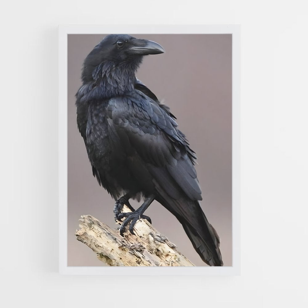 ap-crow-6 cadre Blanc