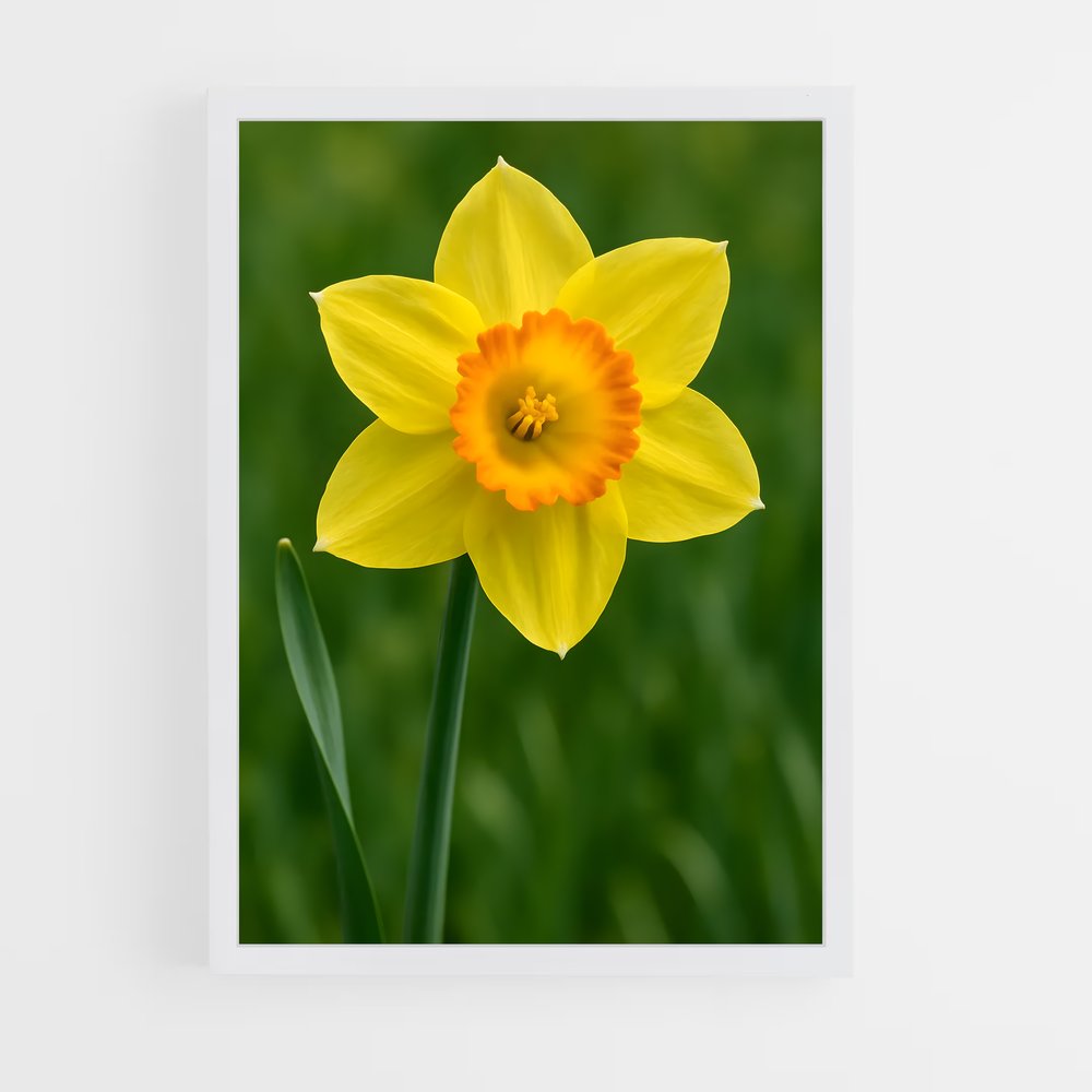 ap-daffodil-1 cadre Blanc