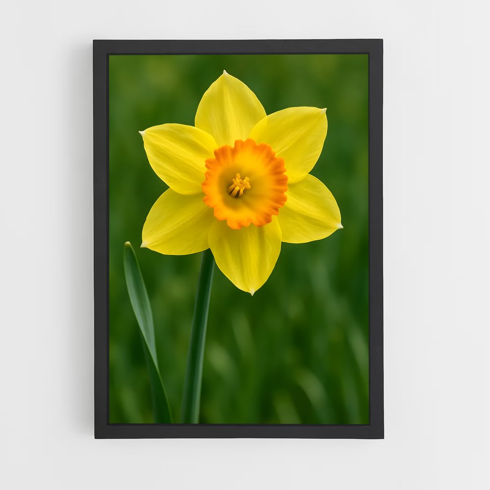 ap-daffodil-1 cadre Noir