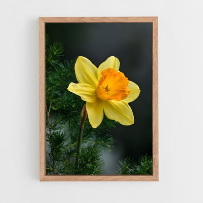 ap-daffodil-2 cadre Bois clair