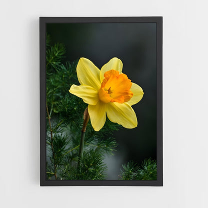 ap-daffodil-2 cadre Noir