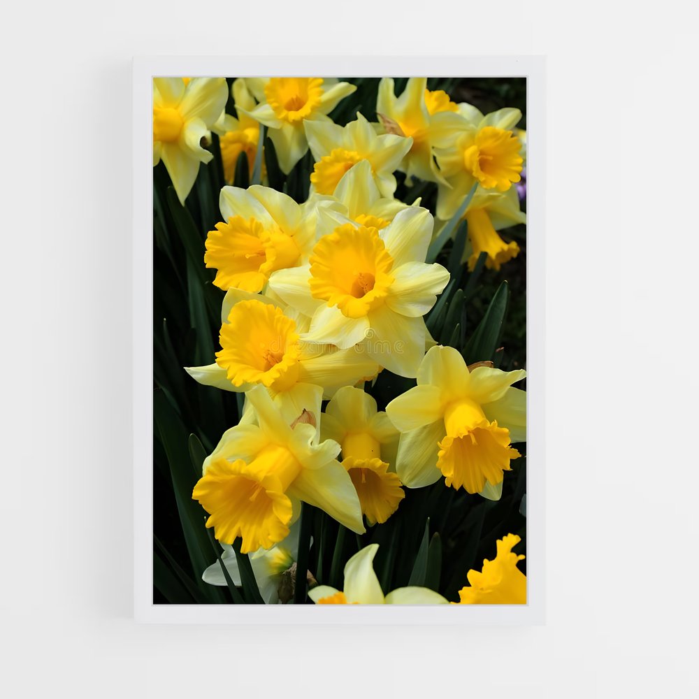 ap-daffodil-3 cadre Blanc