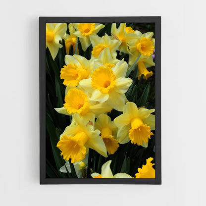 ap-daffodil-3 cadre Noir