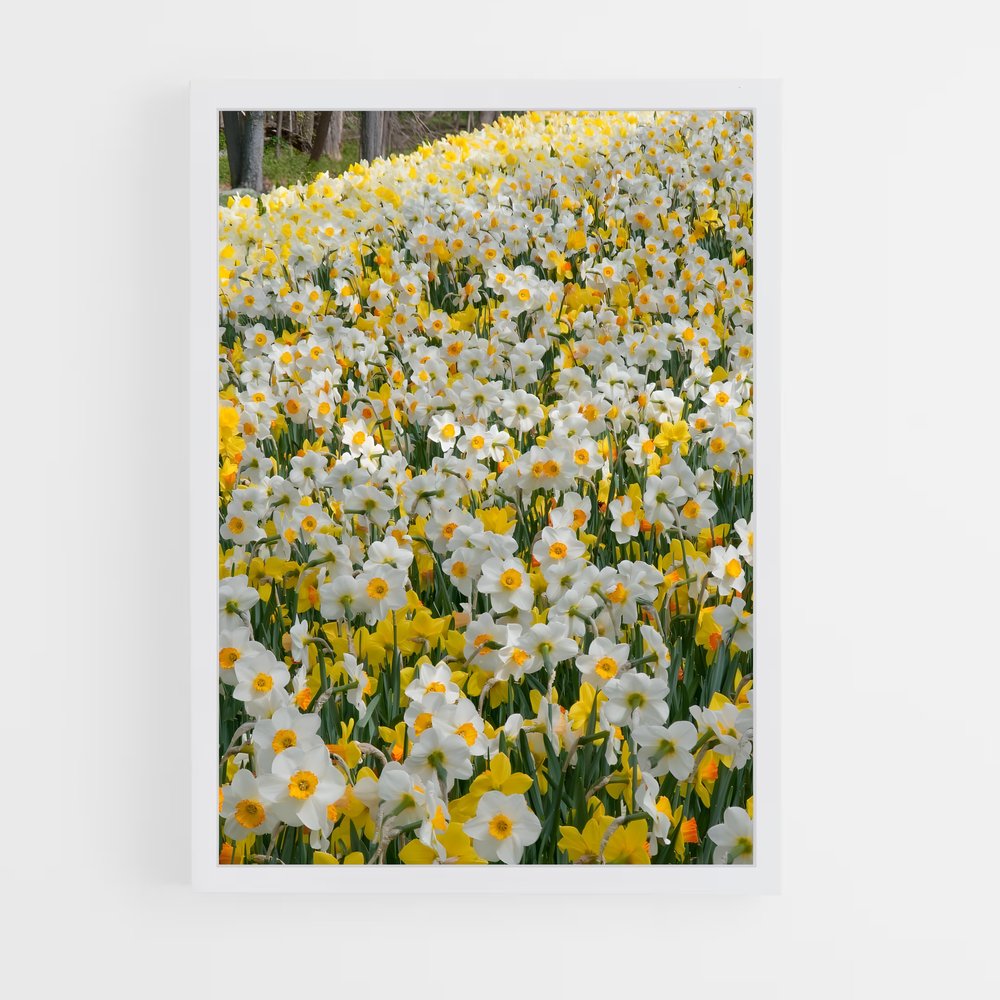 ap-daffodil-4 cadre Blanc