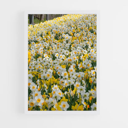 ap-daffodil-4 cadre Blanc