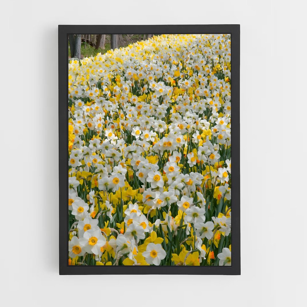ap-daffodil-4 cadre Noir