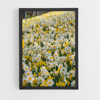 ap-daffodil-4 cadre Noir