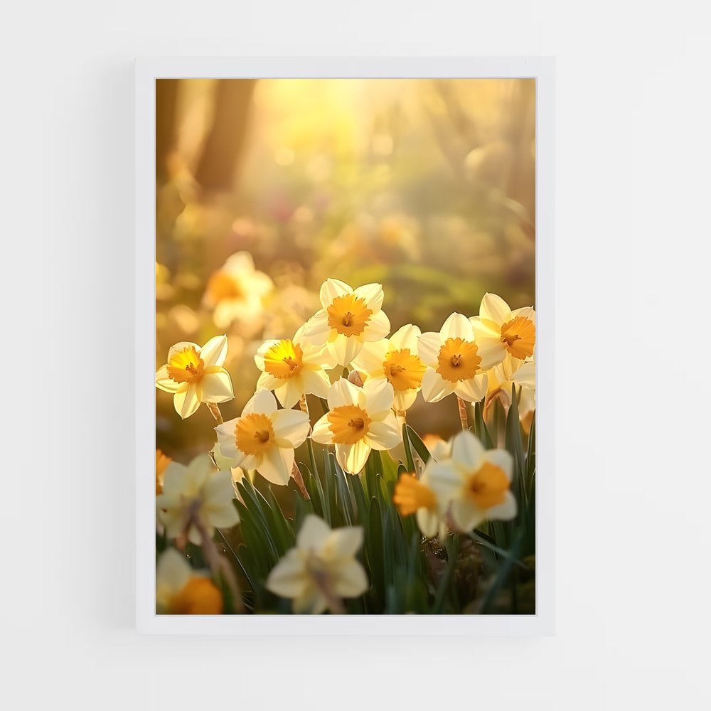 ap-daffodil-5 cadre Blanc